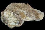 Bargain, Mosasaur (Platecarpus) Vertebra - Kansas #113056-1